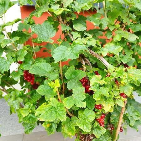 Appartement Z Ogrodem Camelia *