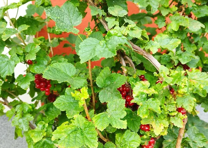 Lägenhet Z Ogrodem Camelia *